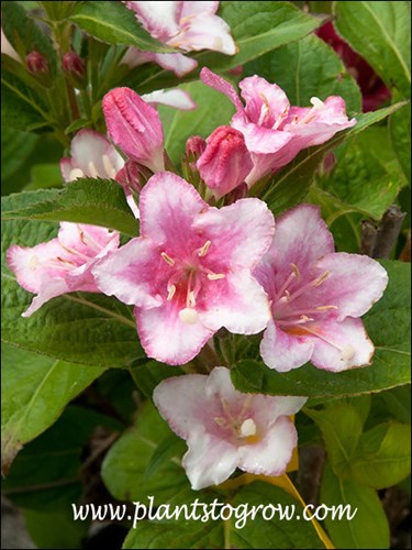 pink funnel shaped flowers